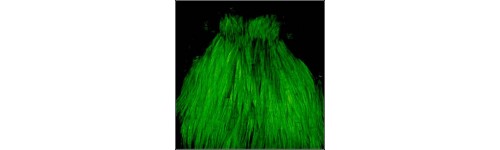 COU COQ TEINT GRADE TOP