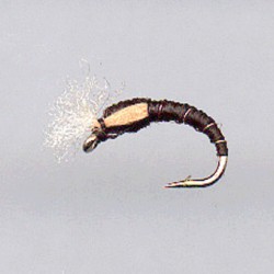 CHIRO RAM 75