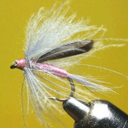 CDC ORNANS PINK RAM 6