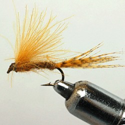 CDC ROYANS BROWN