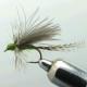 THORAX  B.W.O.