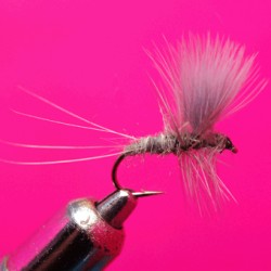 THORAX GREY
