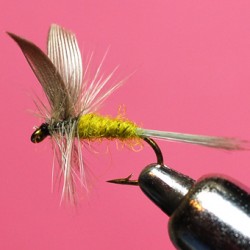 FLY RAM 77
