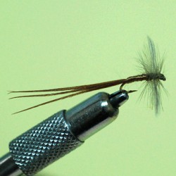SPENT MAYFLY RAM 1