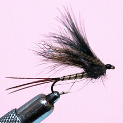 EMERGENTE MAYFLY RAM 5