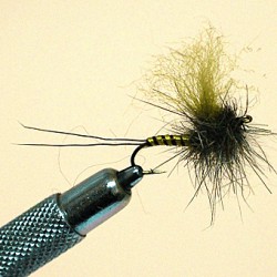 EMERGENTE MAYFLY RAM 6