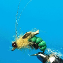 EMERGER SEDGE
