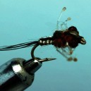 NYMPH RAM 12