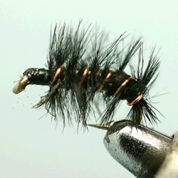 NYMPH RAM 33