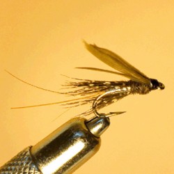 NYMPH RAM 41