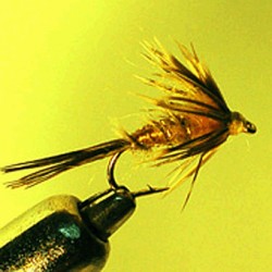 NYMPH RAM 46