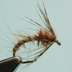 OLIVE EMERGER 