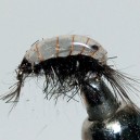 GAMMARUS DARK