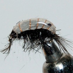 GAMMARUS DARK