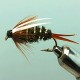 PRINCE NYMPH