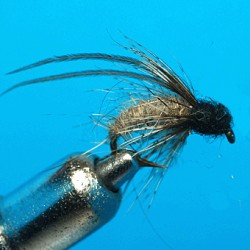 NYMPH SEDGE
