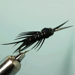 CRAMPER TUNG BLACK