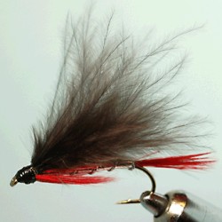 BLACK MARABOU