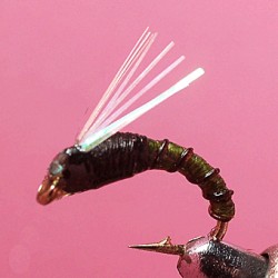 CHIRO RAM OLIVE
