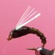 CHIRO RAM OLIVE