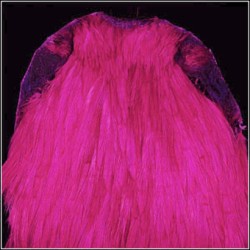 COU TEINT GRADE TOP ROSE