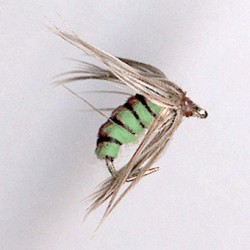 EMERGER TRICO GREEN