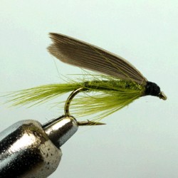 OLIVE DUN