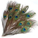 1 PLUME DE PAON AVEC OEIL
