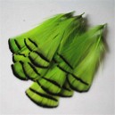 5 PLUMES DE FAISAN LADY AMHERST NATURELLES