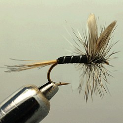 BADGER VARIANT