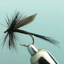 QUILL GNAT