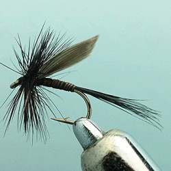 QUILL GNAT