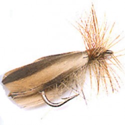 SEDGE CDS LONGUE TIGE