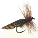 SEDGE DU DOUX