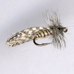 SEDGE RAM 40