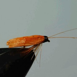 SEDGE RAM 47