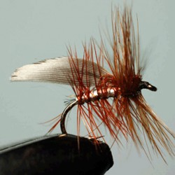 SEDGE RAM 50