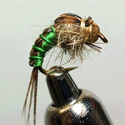 THYMA TUNG GOLD RAM 3