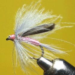 CDC ORNANS PINK RAM 6