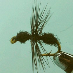 FOURMI BLACK
