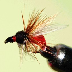 RED WINGED ANT