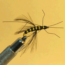 TERRESTRE RAM 38